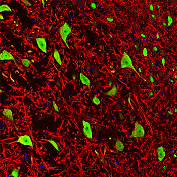 FOX3 (NeuN) Antibody