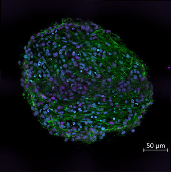 FOX3 (NeuN) Antibody
