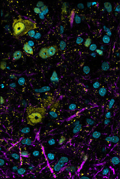 FOX3 (NeuN) Antibody