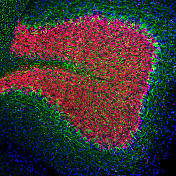 FOX3 (NeuN) Antibody