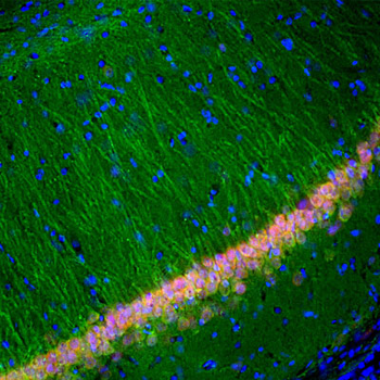 FOX3 (NeuN) Antibody