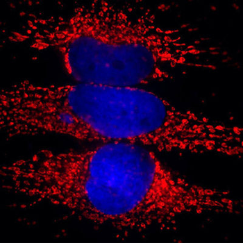 Hsp60 Antibody