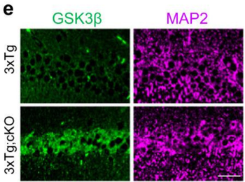 Microtubule Associated Protein 2 (MAP2) Antibody