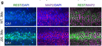 Microtubule Associated Protein 2 (MAP2) Antibody