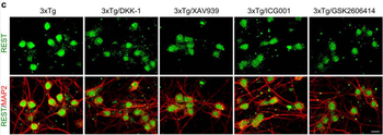 Microtubule Associated Protein 2 (MAP2) Antibody