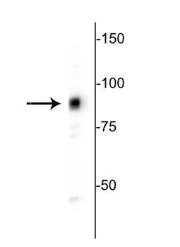 MARCKS Antibody