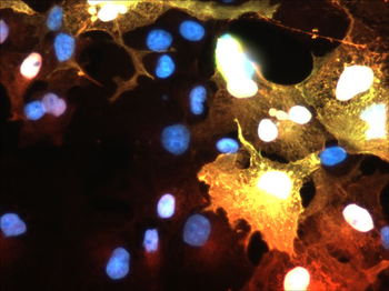 AIF1/Iba1 Antibody
