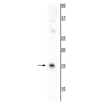 AIF1/Iba1 Antibody
