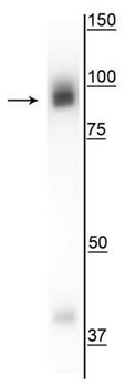 Gephyrin Antibody