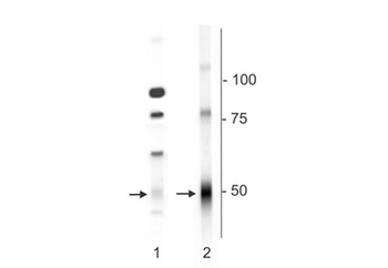 GABAA Receptor δ, N-Terminus Antibody