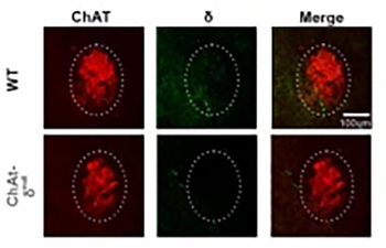 GABAA Receptor δ, N-Terminus Antibody