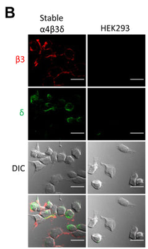 GABAA Receptor δ, N-Terminus Antibody
