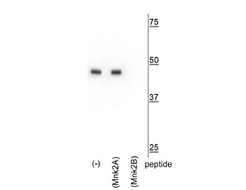 Mnk2b Antibody