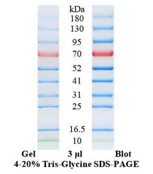 Pre-Stained Protein Ladder