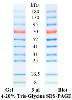 Pre-Stained Protein Ladder