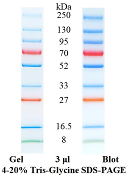 Pre-Stained Protein Ladder