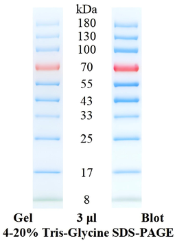 Pre-Stained Protein Ladder