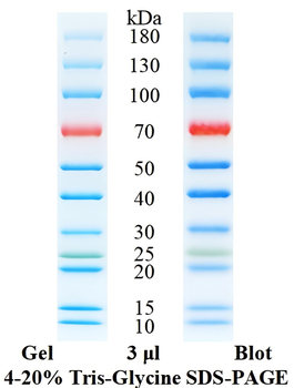Pre-Stained Protein Ladder