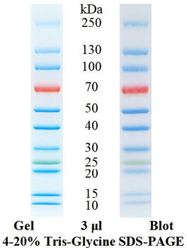 Pre-Stained Protein Ladder