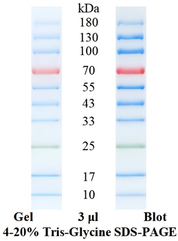 Pre-Stained Protein Ladder