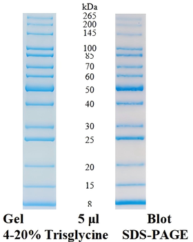 Unstained Protein Ladder