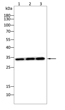 IL1B interleukin 1 beta Antibody