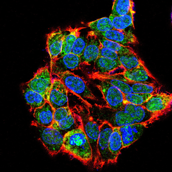 PI3K p85 alpha/Gamma Rabbit Polyclonal Antibody