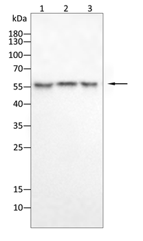 PI3K p85 alpha/Gamma Rabbit Polyclonal Antibody