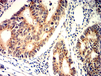 TLR4 Antibody