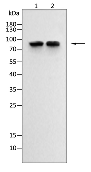 CD31 Rabbit Polyclonal Antibody