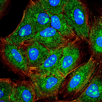CASP1 Antibody