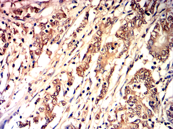 CASP1 Antibody