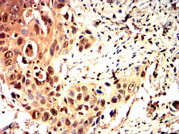 CASP1 Antibody