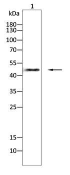 CASP1 Antibody