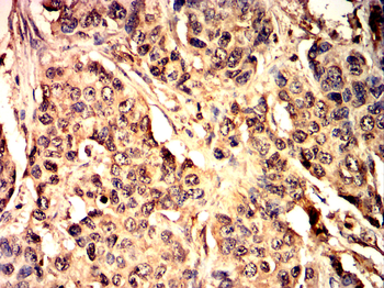 CCND1 Antibody