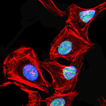 PPARGC1A Antibody