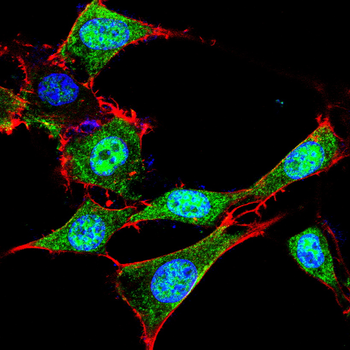 HMOX1 Antibody