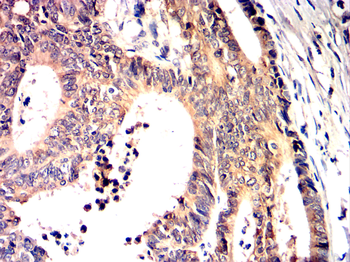 SNAI1 Antibody
