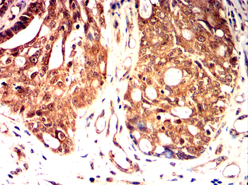 SNAI1 Antibody