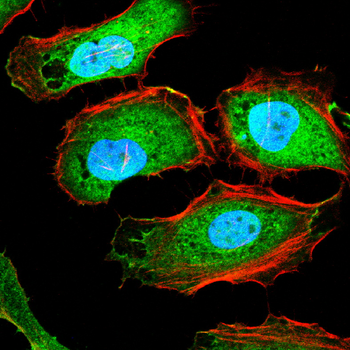 WNT3A Antibody