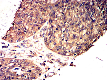 WNT3A Antibody