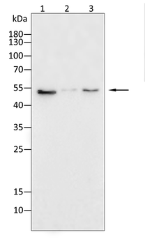 PTGS2 Antibody