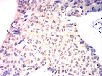 CREB1 Antibody