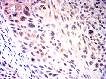 CREB1 Antibody