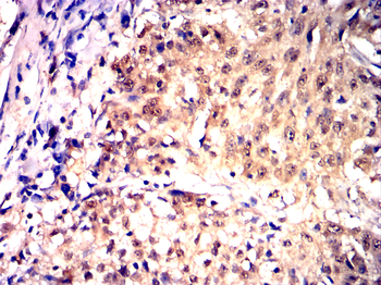 MYD88 Antibody