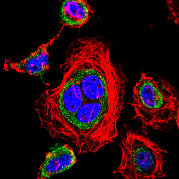 CD68 Antibody