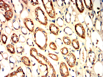 CD68 Antibody