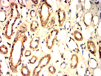 CYCS Antibody