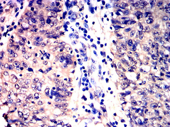 CYCS Antibody