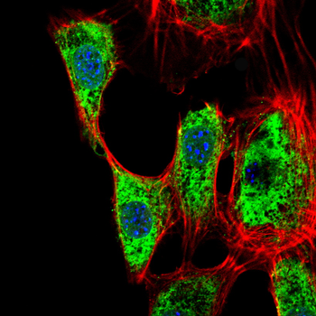 SNAI2 Antibody